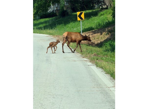 19874 AR 21 Highway, Ponca, AR 72670