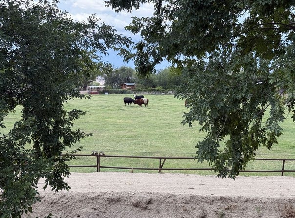 E Alma Ln W Pasture), Pima, AZ 85543