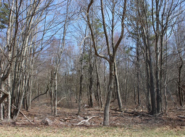 86 & 87 Buck Hill Road, Blakeslee, PA 18610
