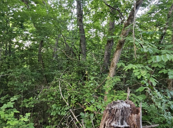 006 Tomahawk Slab Road, Saint Joe, AR 72675