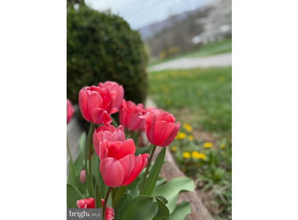 116 SPRUCE HOLLOW ROAD, MATHIAS, WV 26812
