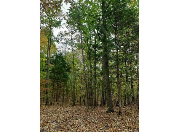 300 Co Rd 191, Waterloo, AL 35677