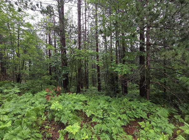 16844 Evergreen Drive, Wolverine, MI 49799