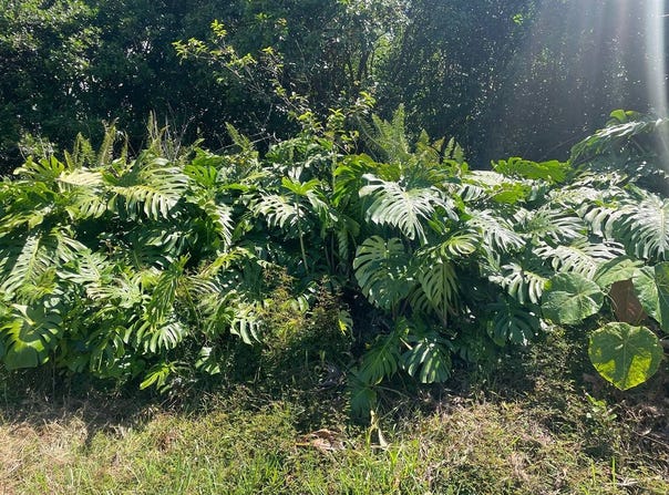 MANINI ST, Pahoa, HI 96778