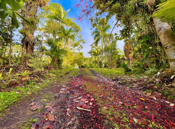 13-3980 PAHOA KALAPANA RD, Pahoa, HI 96778