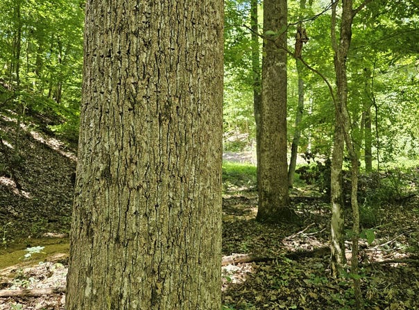 000 Paradise Drive, Waterloo, AL 35677