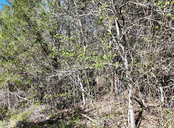 Gumbo Woods lot: #50, Shell Knob, MO 65747