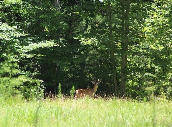00000 Jumper Drive, Ellijay, GA 30540
