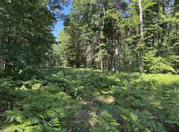 Arquilla Creek Road, Harrietta, MI 49638