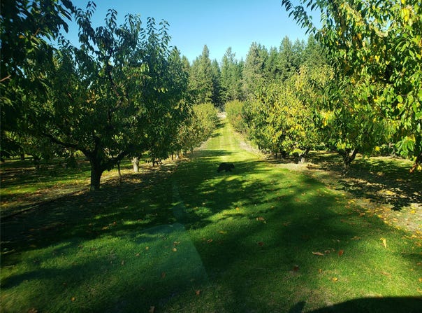 32624 S Finley Point Road, Polson, MT 59860