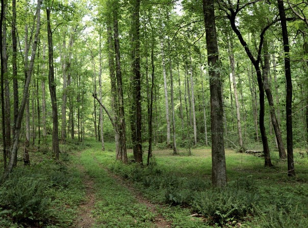 0 CR-66, Goodwater, AL 35072