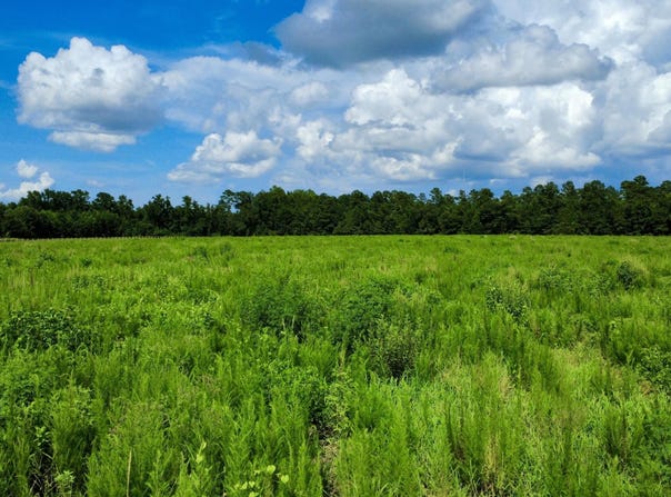 01 S Hwy 15 South, Saint George, SC 29477