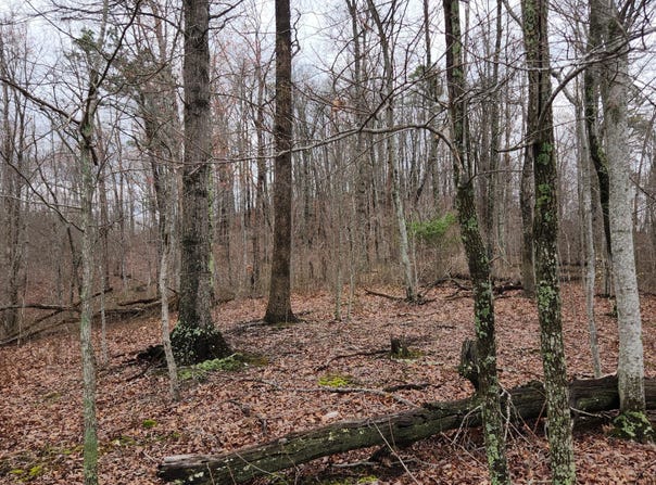 3504 East Fork Road, Means, KY 40346
