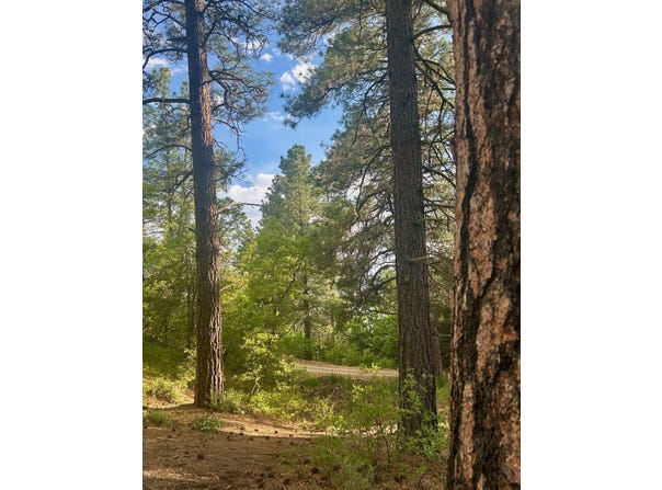 Tract B 266 Gallina Canyon Road, Valdez, NM 87580