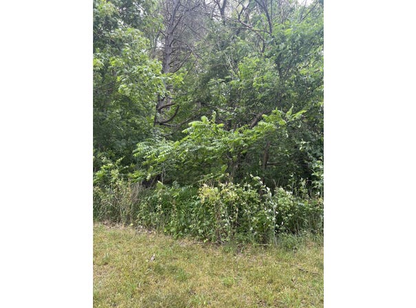 VL Maple Street, Saint Charles, MI 48655
