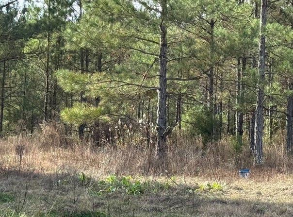 01 Norris-Homewood Rd., Forest, MS 39074
