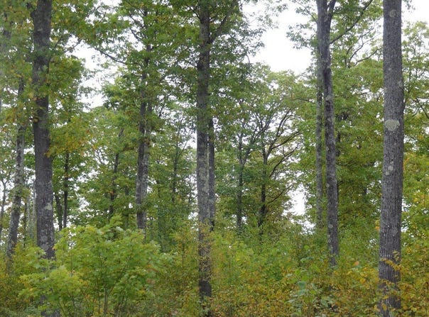 Near Half Mile Road, Herbster, WI 54844