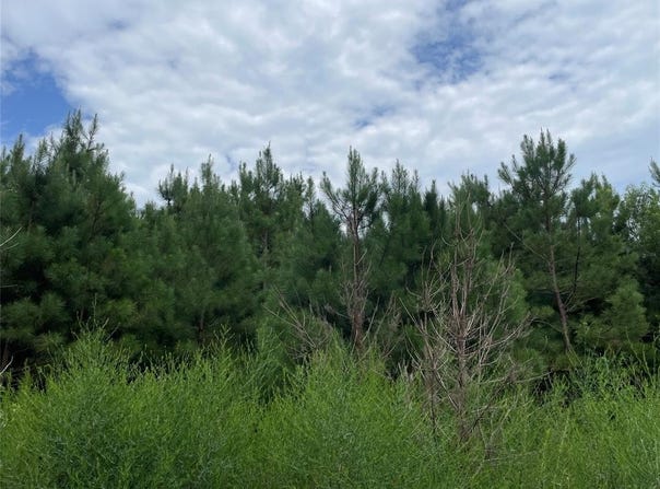 0 Edward Adams Road, Coushatta, LA 71019
