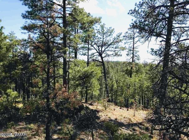 2281 S Bristlecone Drive, Show Low, AZ 85901