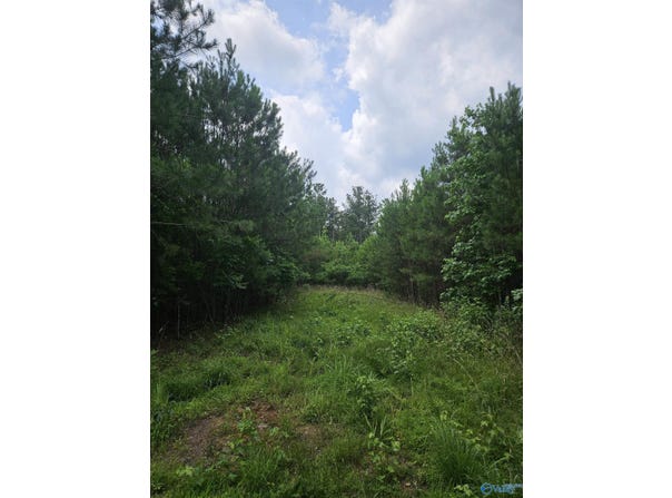 1150 County Road 865, Collinsville, AL 35961