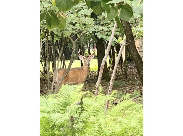 Lot 29 Moseywood Road, Lake Harmony, PA 18624