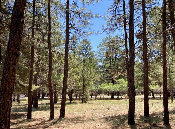 324 BEAR CUB DRIVE, Ridgway, CO 81432-6301