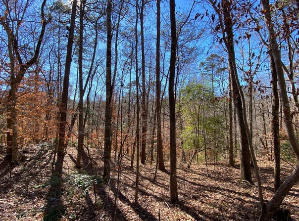 0 County Road 42, Tunnel Springs, AL 36471