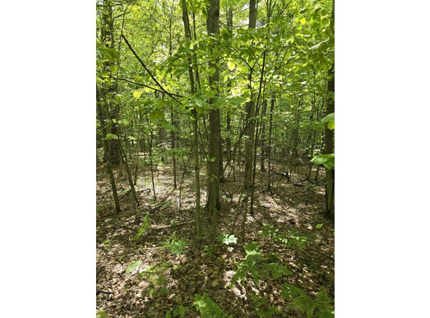 0 Butternut Lane, Jay, NY 12941