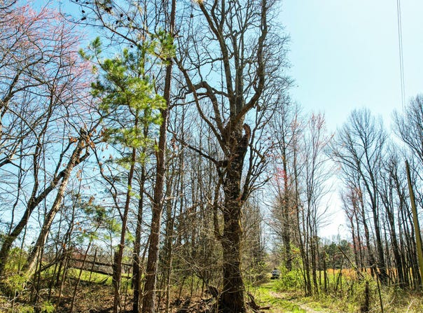 0 County Road 492, Henagar, AL 35978