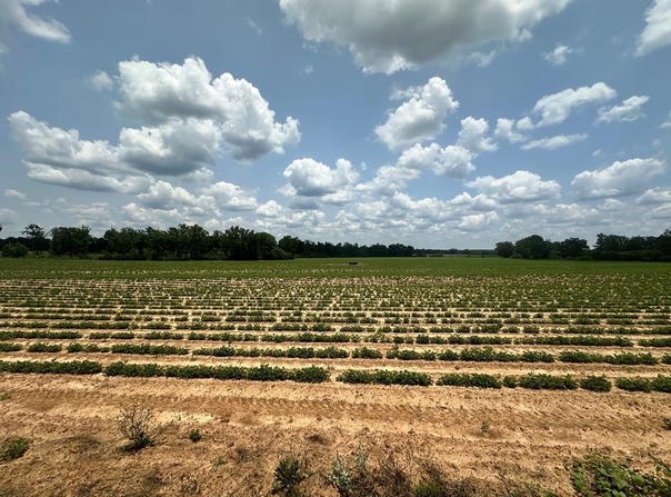 13 Acres Lot 7 J Saunders, Dothan, AL 36305