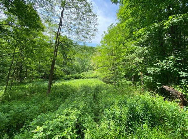 0 East Handsome Brook Rd., Franklin, NY 13775