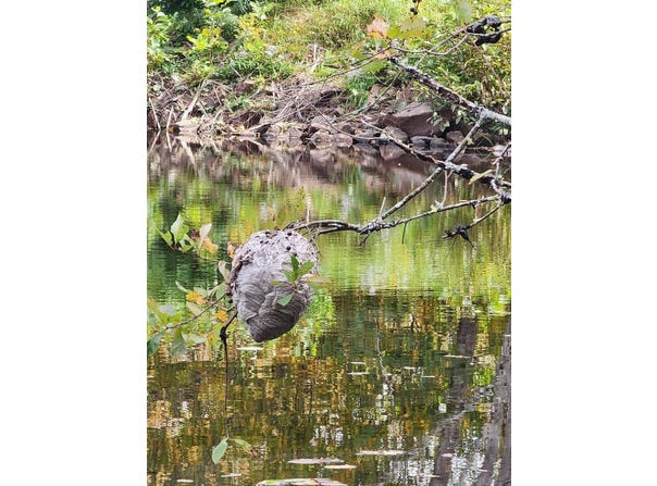 Lot 52 US- Route 1, Robbinston, ME 04668