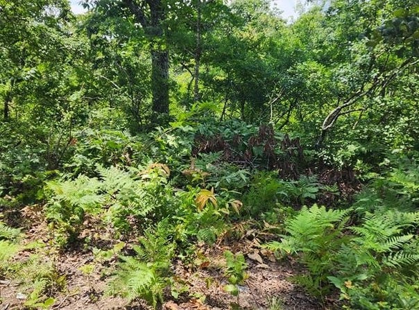 Dogwood Cv, HOLLADAY, TN 38341