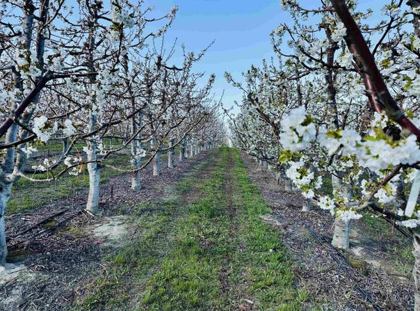 Tbd E Terril Rd, Kennewick, WA 99337