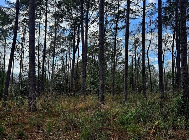 Us-11, Poplarville, MS 39470