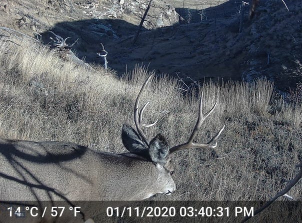 Shawmut, MT 59078