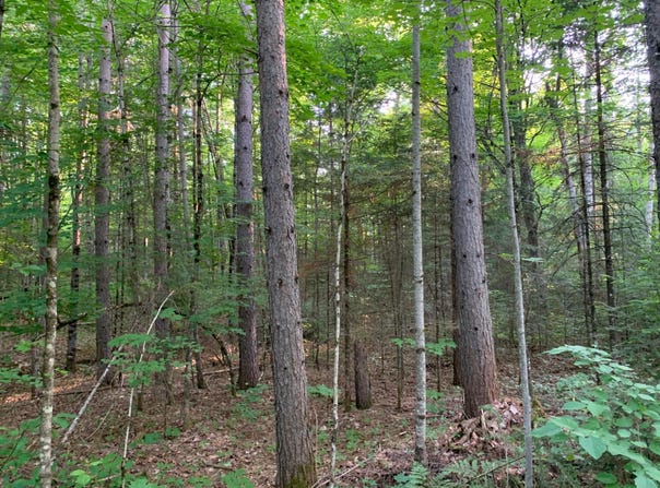 Lot 24 DEER TRAIL RD, Presque Isle, WI 54557