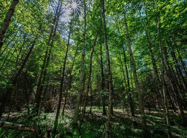 Newport Lot 8 Murray Road, Newport, ME 04953