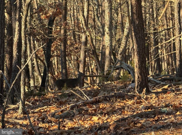 77.45 AC MOUNTAIN COVE, PETERSBURG, WV 26847