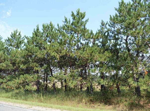 COSTER ROAD, FIFE LAKE, MI 49633