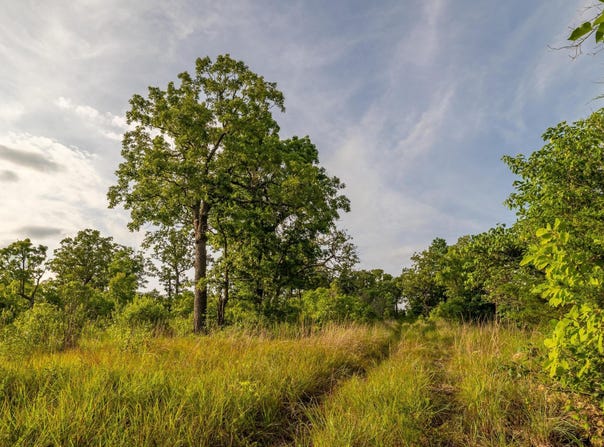 225 Cory's Trail, Theodosia, MO 65761