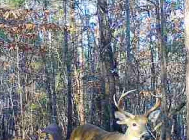 000 Apple Grove Rd, Vredenburgh, AL 36481