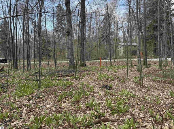 0000 E Sugar Maple Drive, Cedar, MI 49621