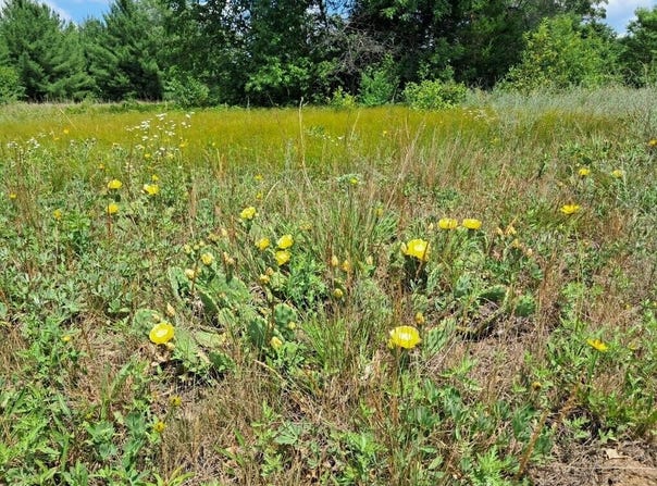 10.05ac Barberry Avenue, Newaygo, MI 49337