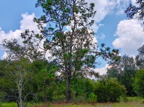 LOT26 179TH LANE, Live Oak, FL 32060