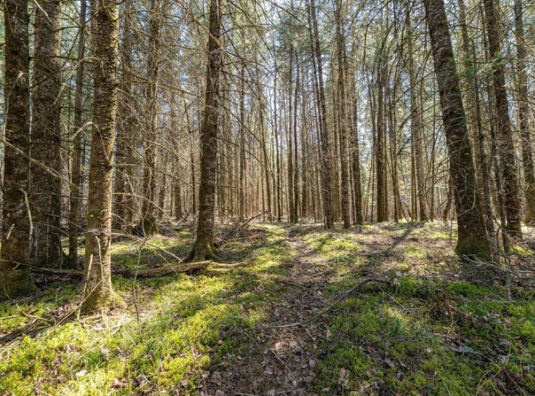 Clover Rd S, Winter, WI 54896