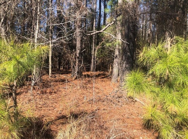 0 Sandbed, Pamplico, SC 29583