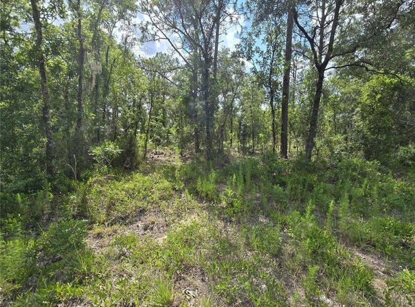 NE 121ST Avenue, WILLISTON, FL 32696