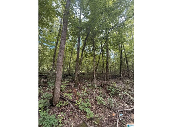 0 COUNTY ROAD 312, MAPLESVILLE, AL 36750