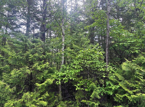 Doyle Drive lot: 99 & 100, Presque Isle, MI 49777